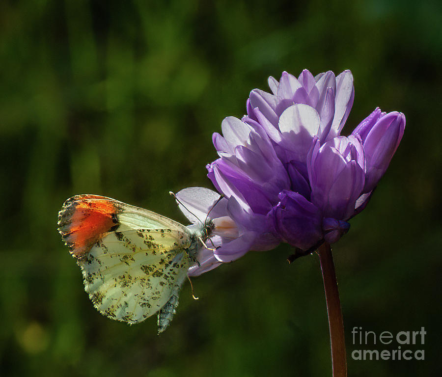 Butterfly Photograph - Sara Orangetip  1.2643 by Stephen Parker