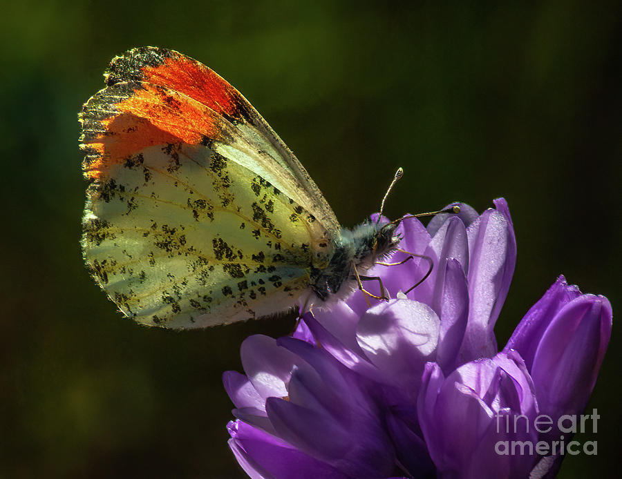 Butterfly Photograph - Sara Orangetip  1.2644 by Stephen Parker