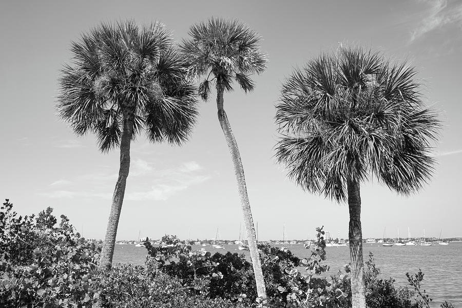 Sarasota Bayfront Palms Photograph by Robert Wilder Jr