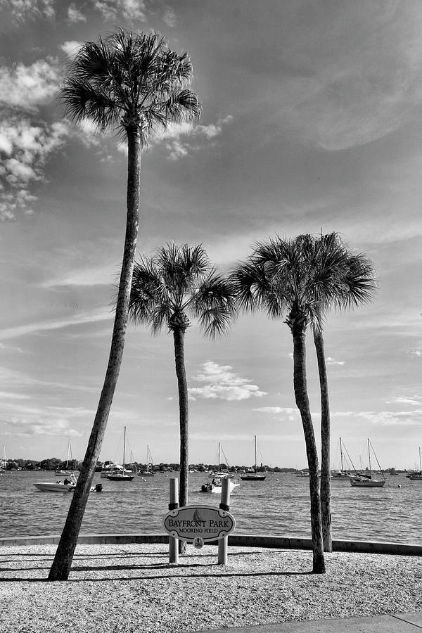 Sarasota Bayfront Park Photograph by Robert Wilder Jr