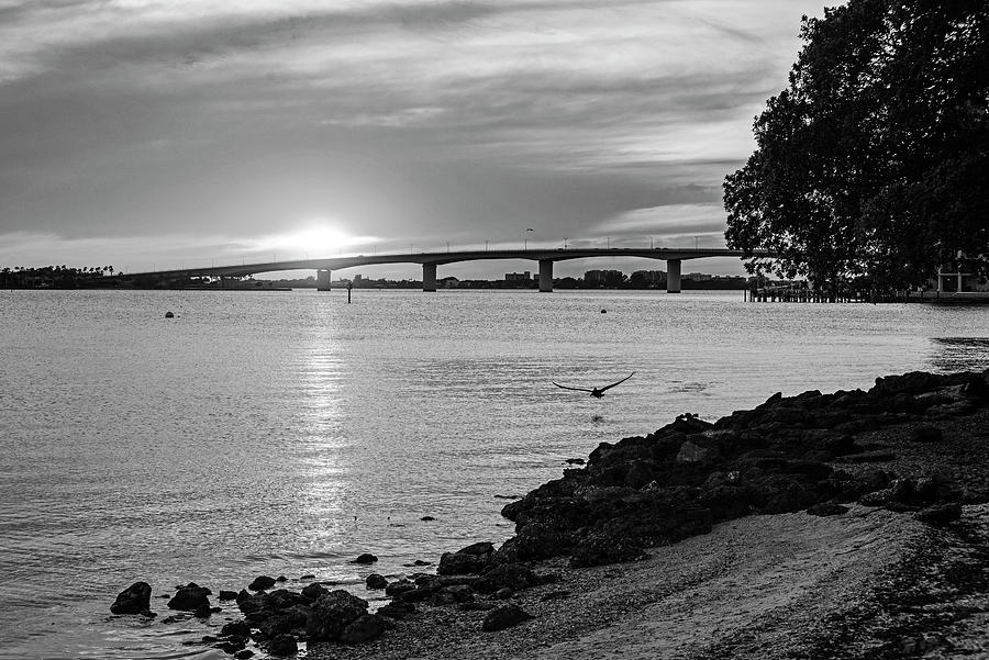 Sarasota FL Bayfront Park Sunset John Ringling Causeway Bridge Florida Pelican Black and White Photograph by Toby McGuire