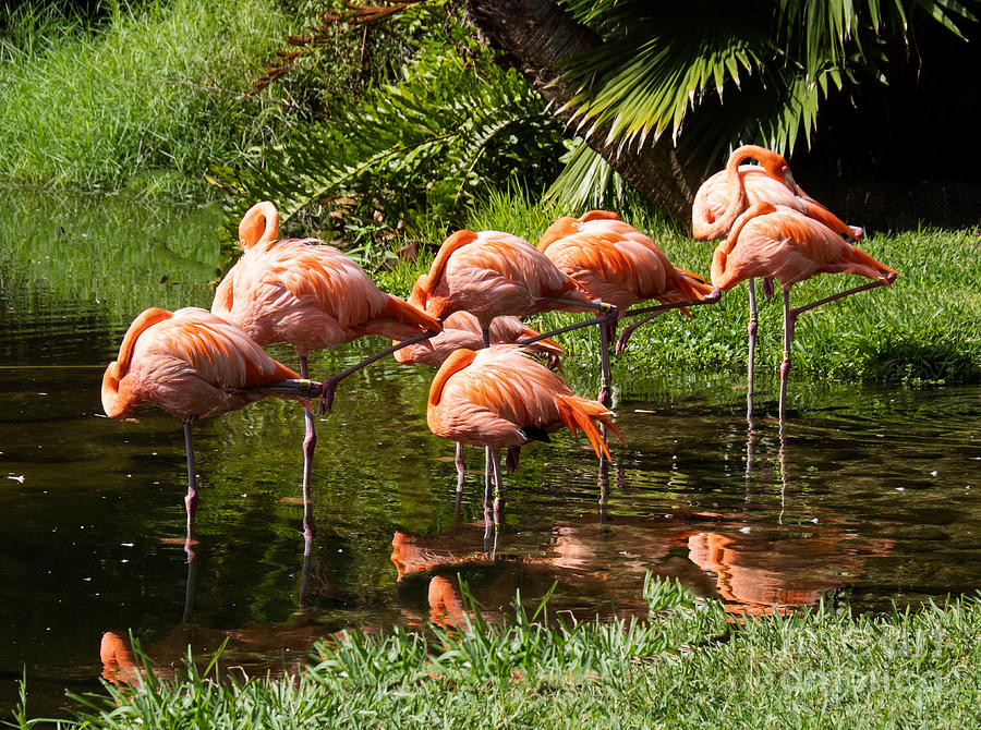 Sarasota Jungle Garden Flamingos in Vrksasana Photograph by L Bosco