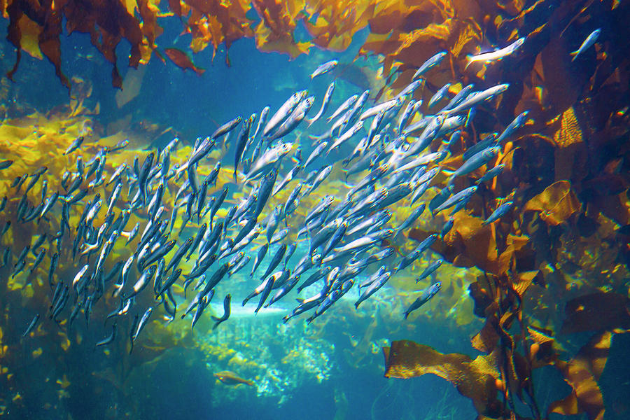 Sardines and Anchovies in Kelp Photograph by Bonnie Follett