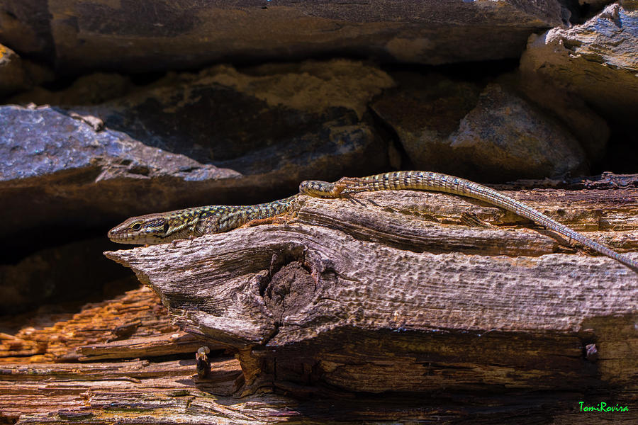 Lizard In Its Natural Habitat 2021082467 Photograph by TomiRovira Pixels