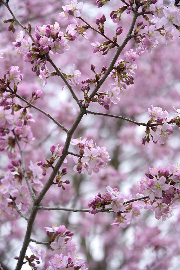 Sargents Cherry Gentle Bloom Photograph