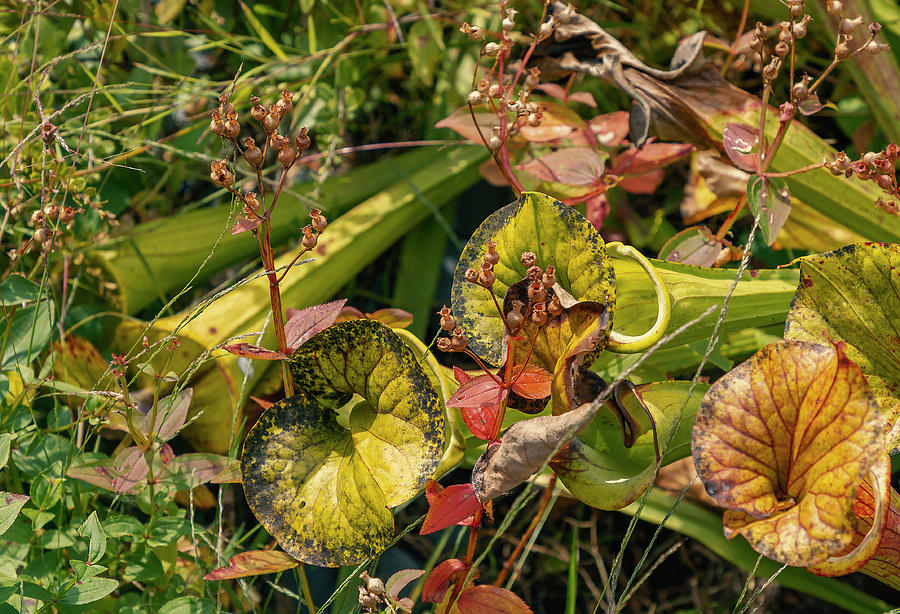 Sarracenia Pitcher Plants Photograph by Cate Franklyn