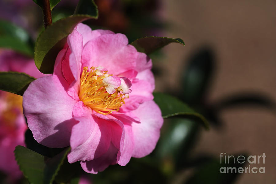 Sasanqua Camellia Photograph by Joy Watson