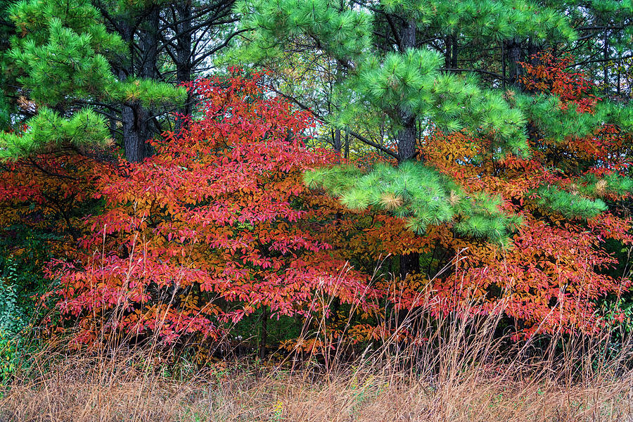 Sassafras Autumn Colors at Millstream Gardens MO GRK4055_1010202 ...