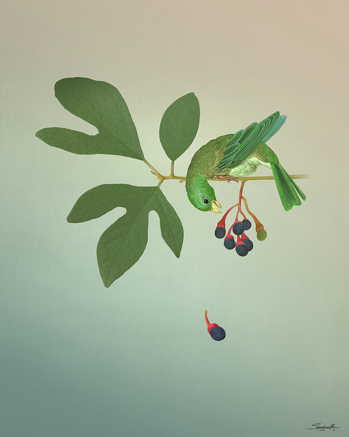 Sassafras Berry and Bird Digital Art by M Spadecaller