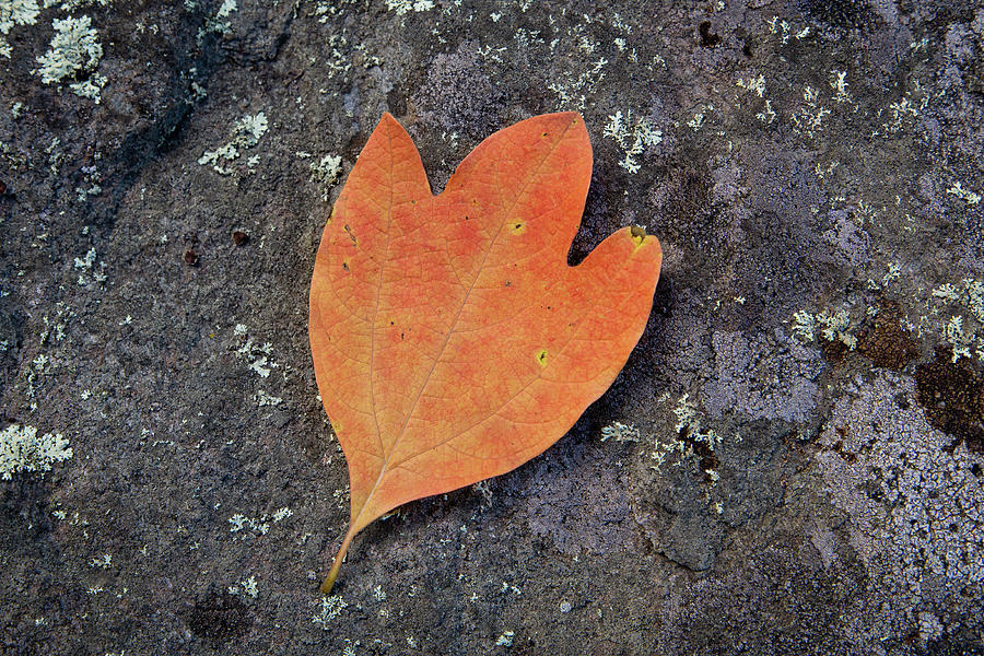 Sassafras Leaf on Rock Photograph by Andrew Pacheco