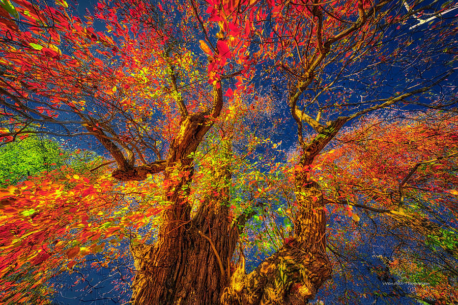 Sassafras Tree Abstract Photograph by Wendell Thompson