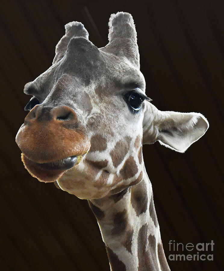 Sassy, But Genial Giraffe 1 Photograph