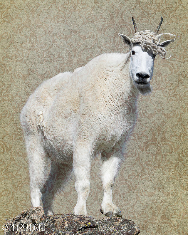 Sassy Goat Photograph by Mary Hone