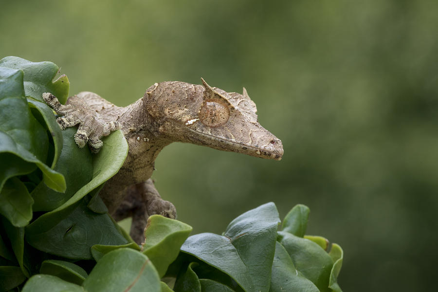 Satanic Leaf Gecko lurking in Tree Photograph by Mark Kostich