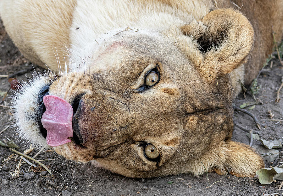 Satiated lioness Photograph by ROAR AFRICA by Rockford Draper