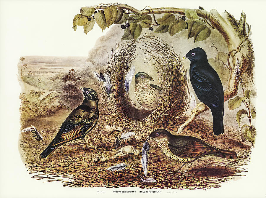 John Gould Drawing - Satin Bower Bird, Ptilonorhynchus holossericeus by John Gould