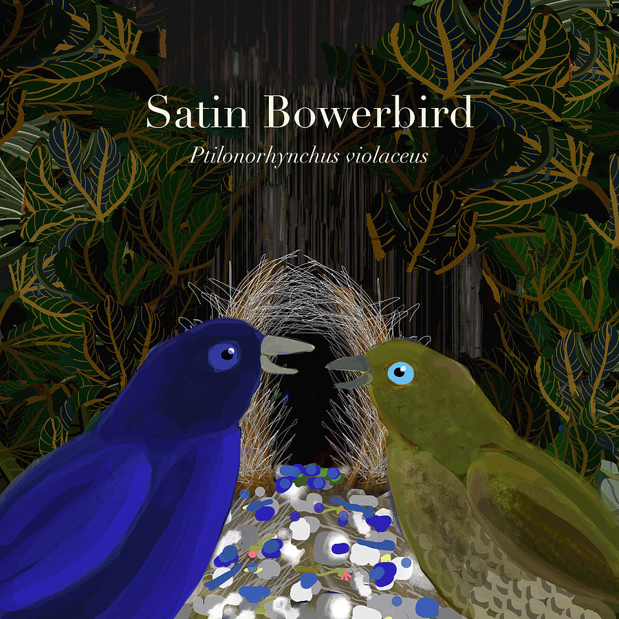 Satin Bowerbird Pair Text Digital Art by Donna Huntriss