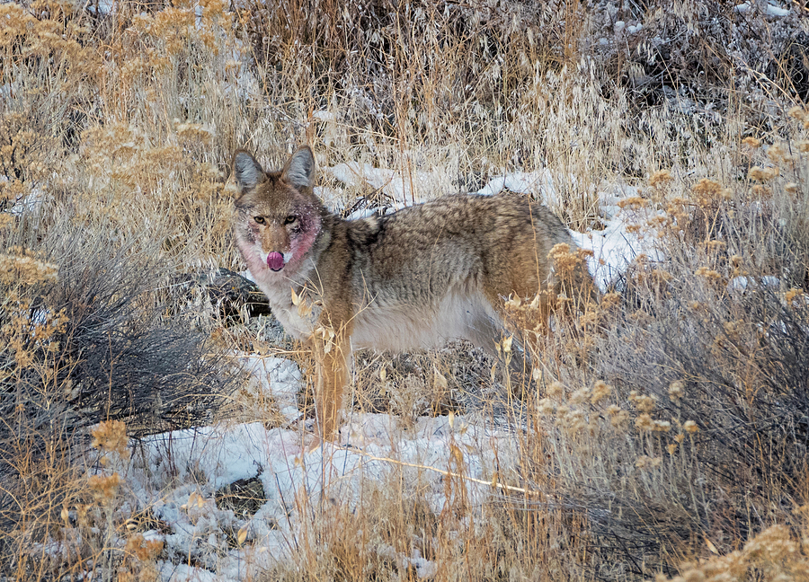 Satisfied Coyote Photograph by Loree Johnson
