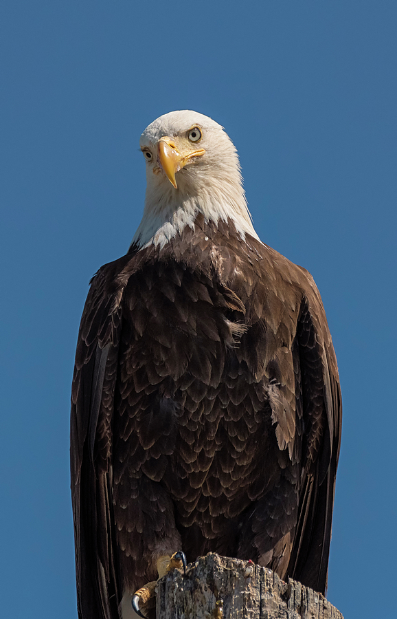 Satisfied Eagle Photograph by Loree Johnson