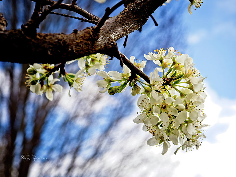 Satsuma Spring Photograph