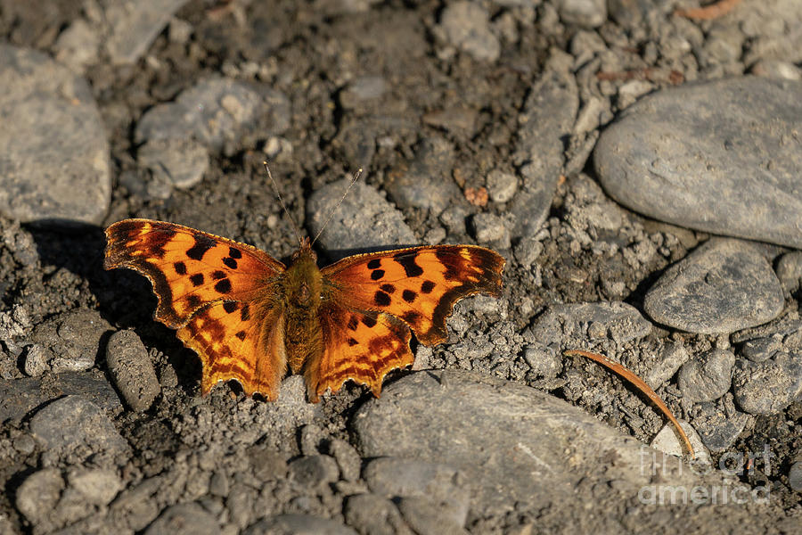 Satyr Comma Butterfly Photograph by Nancy Gleason