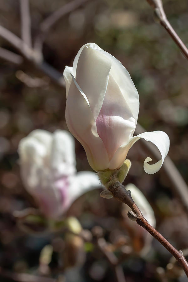 Saucer Magnolia 2 Photograph by Dawn Cavalieri