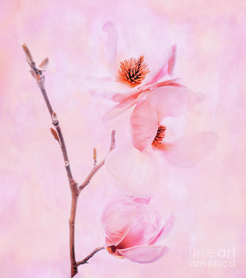 Saucer Magnolias Photograph
