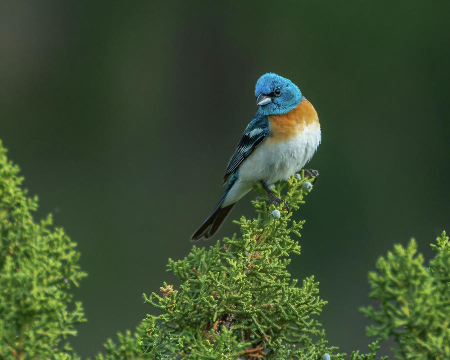 Saucy Lazuli Bunting Photograph by Yeates Photography