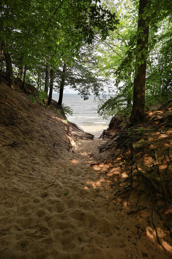 Saugatuck Dunes State Park Hiking Path Photograph by Dan Sproul