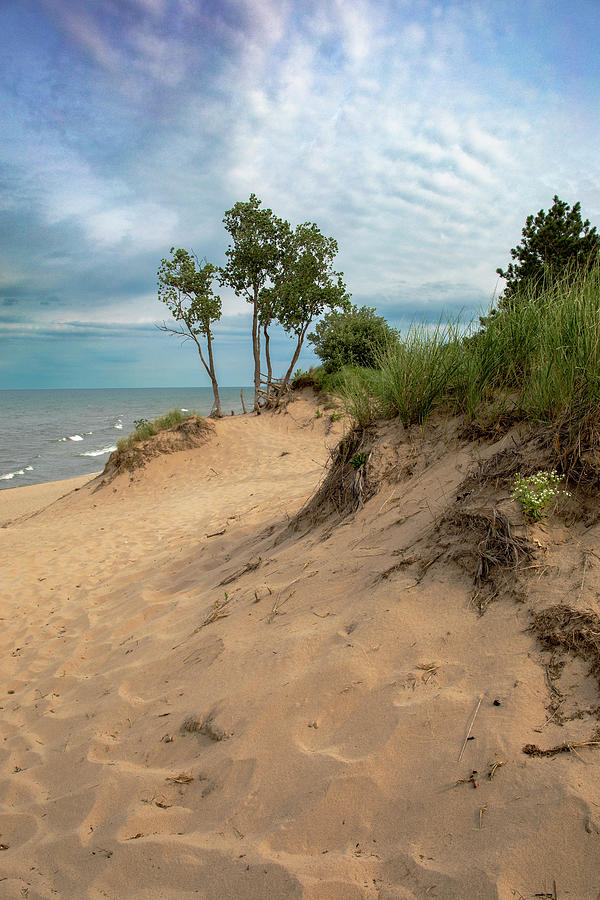 Lake Michigan Photograph - Saugatuck Dunes Vertical Landscape by Dan Sproul