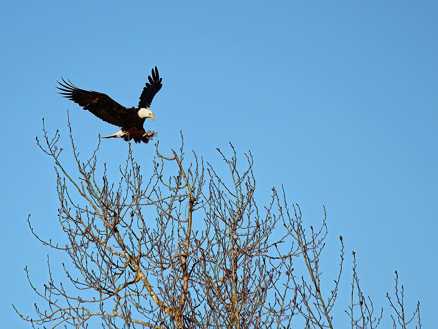 Eagle Photograph - Sauvie Island Bald Eagle by Lorraine Baum