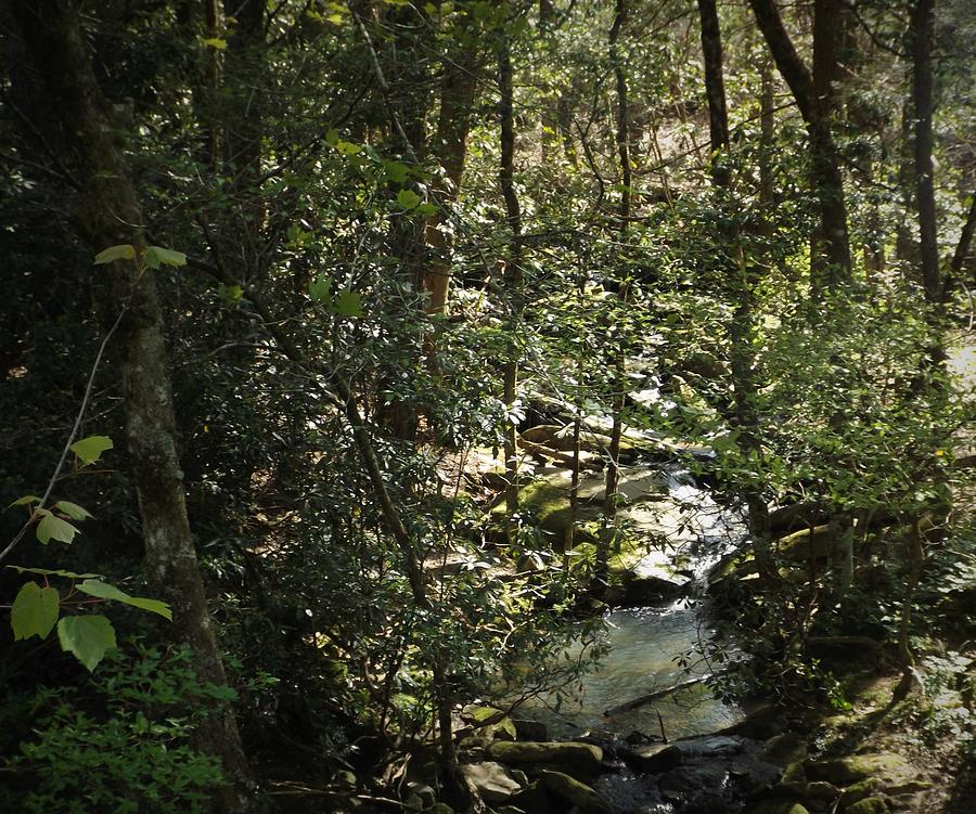 Savage Gulf State Natural Area Palmer Grundy County Tn Tennessee