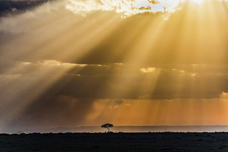 Savanah Sunbeams Photograph by Jon Snyder