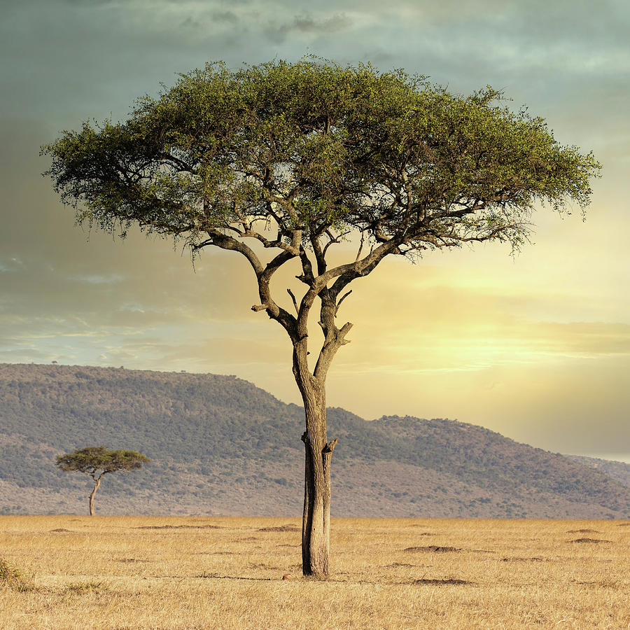 Savanna Sentinel - Maasai Mara Kenya Photograph by Stephen Stookey - Pixels