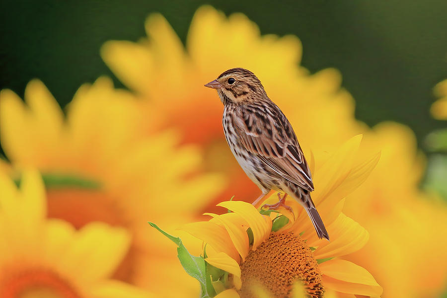 Savanna Sparrow in a Sunflower Field Photograph by Shixing Wen