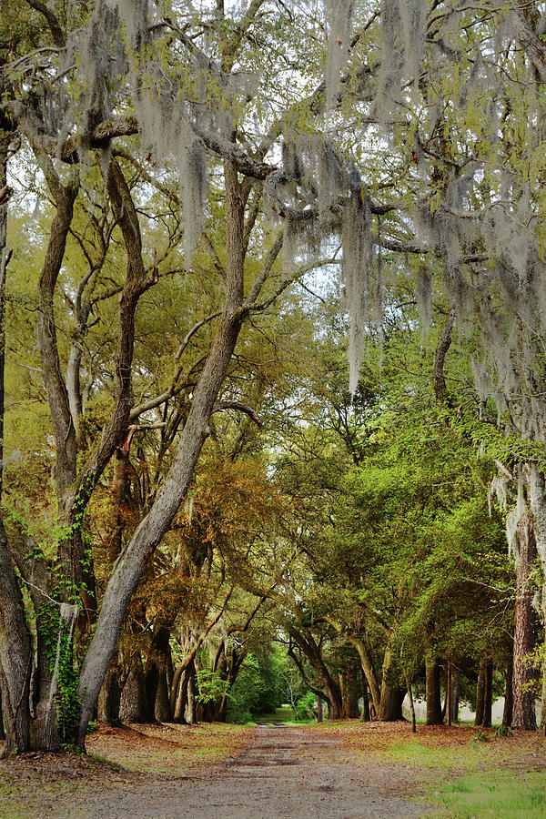 Savannah in Autumn Photograph by Stephanie Leavens - Fine Art America