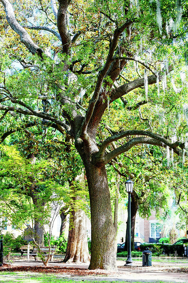 Savannah Live Oak in Georgia Photograph by John Rizzuto