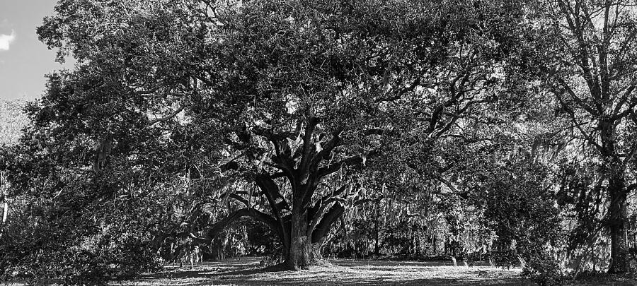 Savannah Oak Photograph by Brandon Strellis Savannah Oak Photograph by Brandon Strellis