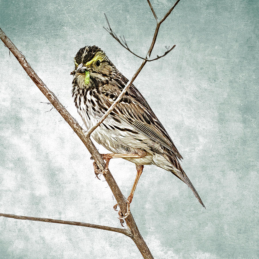 Savannah Sparrow Snack Photograph by Mike Gifford