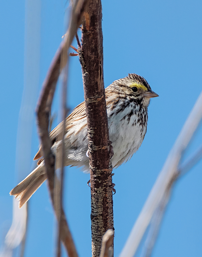 Savannah Sparrow Photograph by Loree Johnson