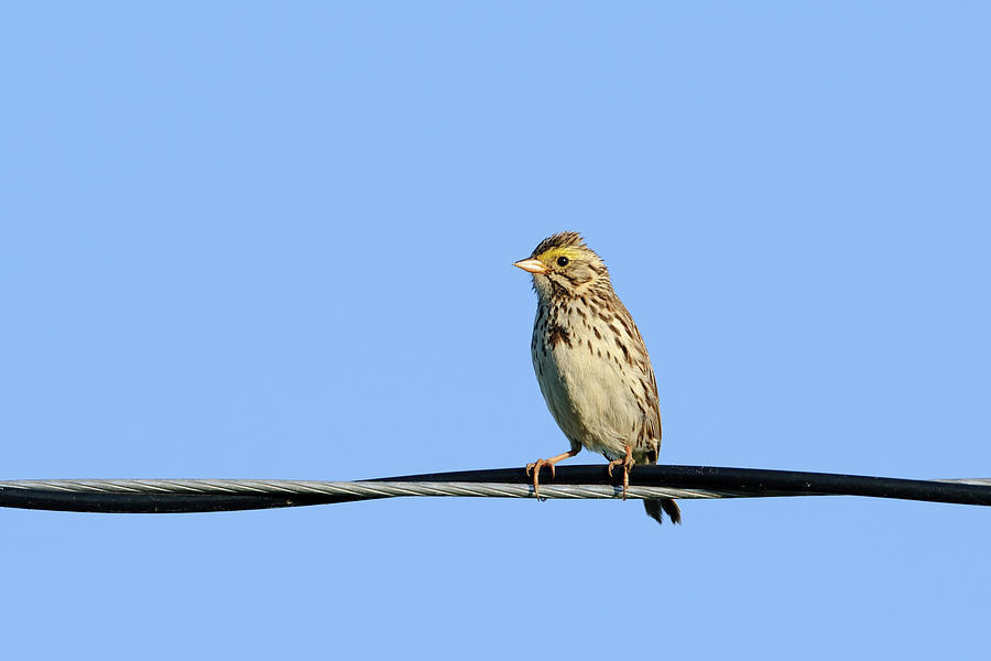 Savannah Sparrow on a wire Photograph by Jan Luit
