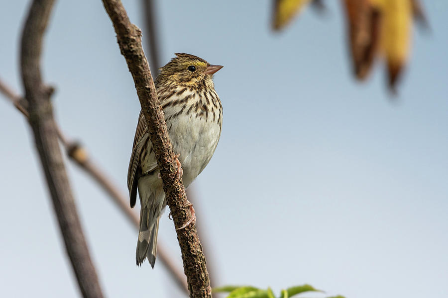 Animal Photograph - Savannah Sparrow by Robert Potts