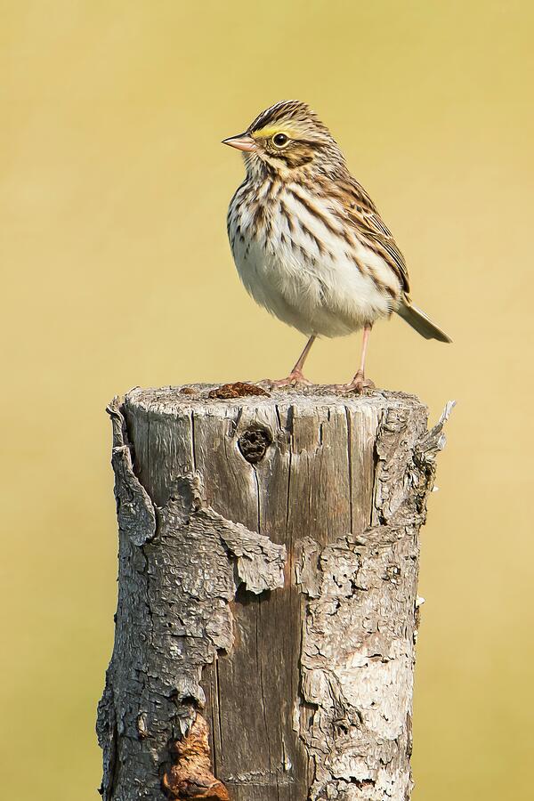 Savannah Sparrow Photograph by Tracy Munson