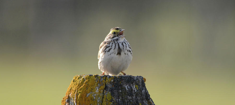 Savannah Sparrow Photograph
