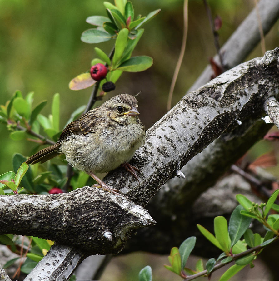 Savannah Sparrow Youngster 2  Photograph by Linda Brody