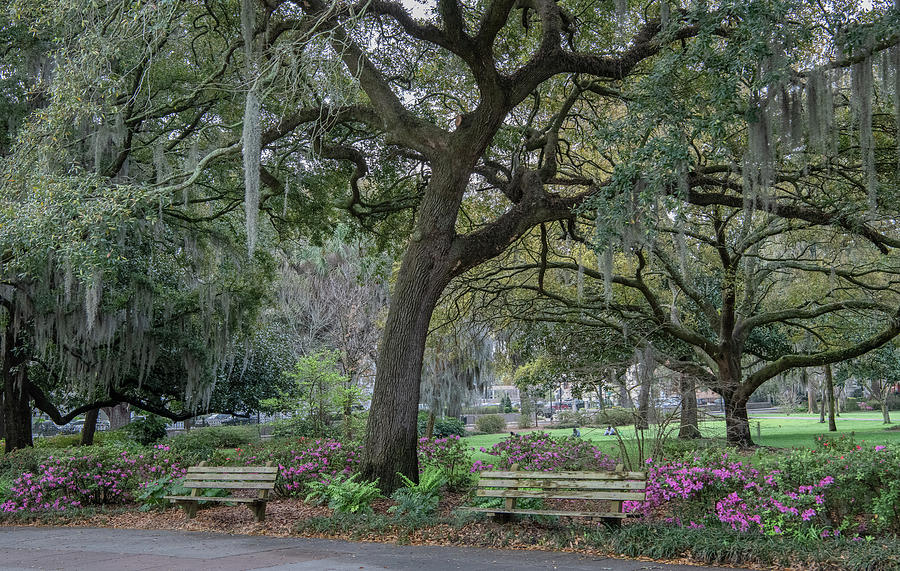 Savannah Spring in the Square Photograph by Marcy Wielfaert