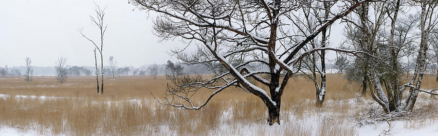 Savannah trees Photograph by Erik Tanghe