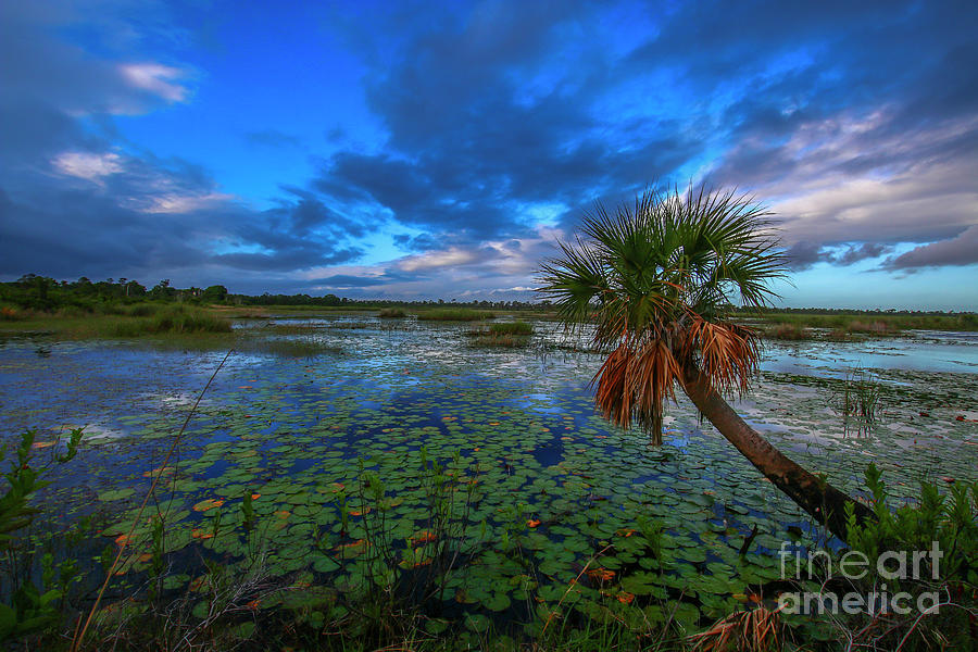 Savannas Palm and Lily Pads Photograph by Tom Claud