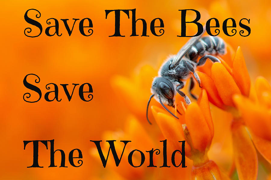 Save The Bees Save The World Photograph by Ronald Osborne