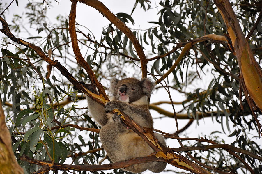 Save the koalas Photograph by Lynn Hunt